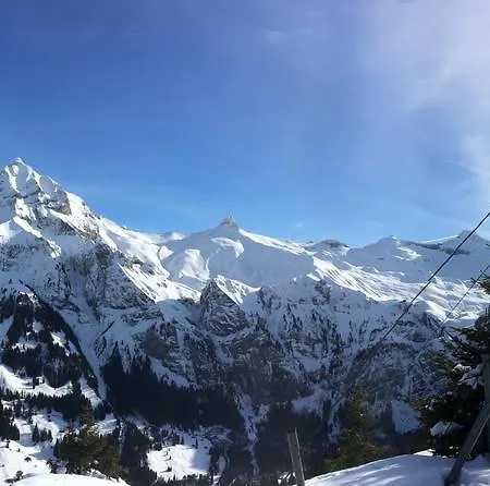 Bergdohle * Adelboden