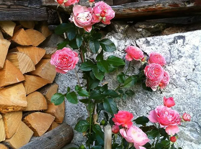 아파트 Bergdohle *