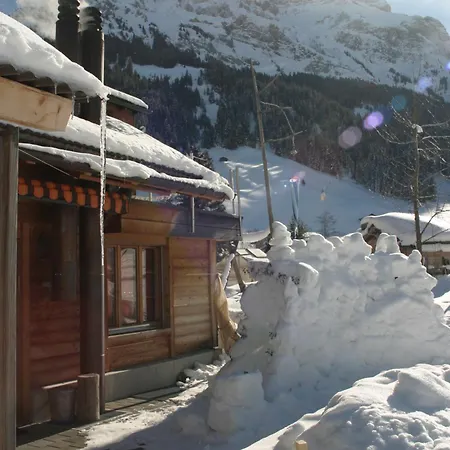 Bergdohle Adelboden