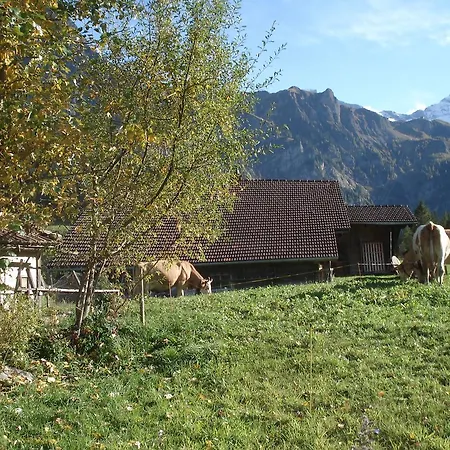 Bergdohle *
