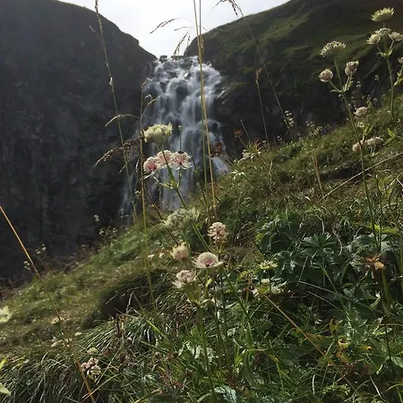 Bergdohle *